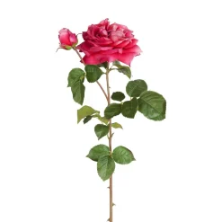 Tige de Rose David ouverte