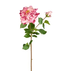 Tige de Rose David ouverte