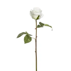 Tige de Rose Diane