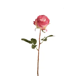 Tige de Rose Kate