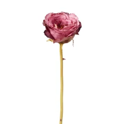 Tige de Rose Leslie fermée