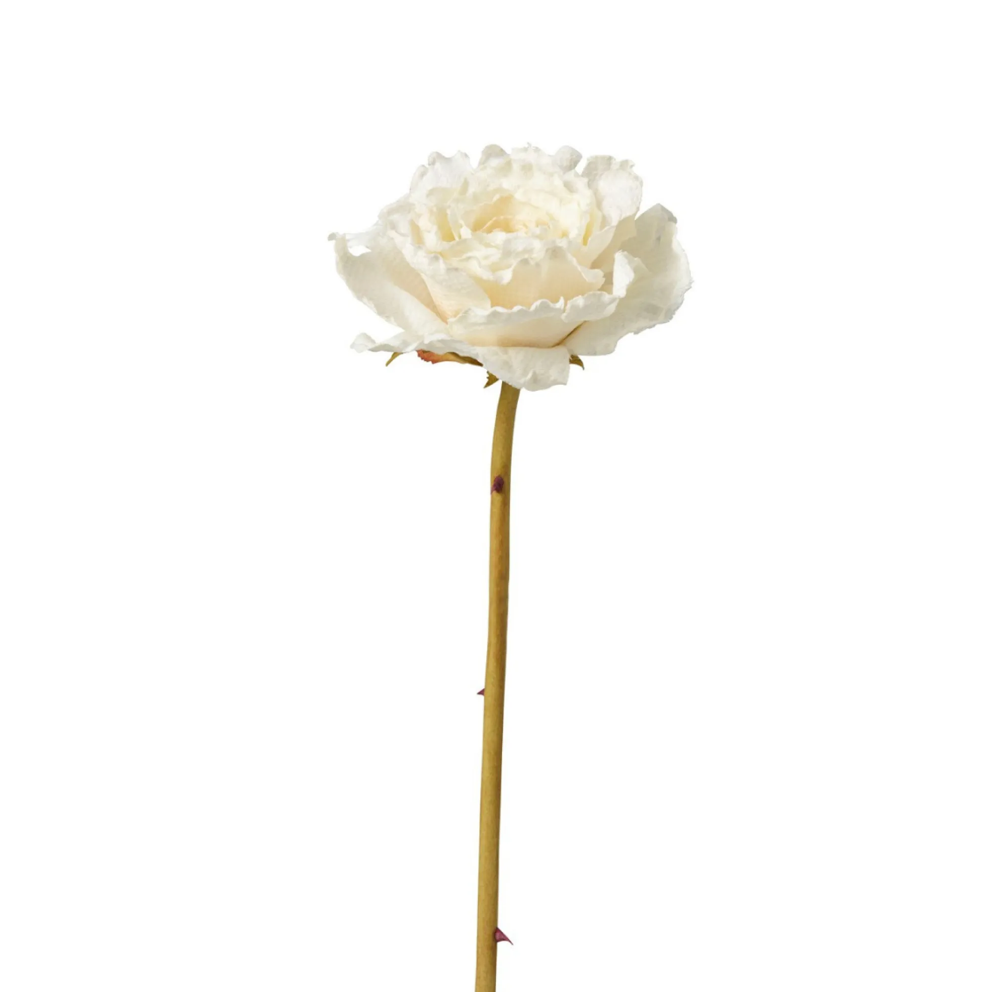 Tige de Rose Leslie ouverte