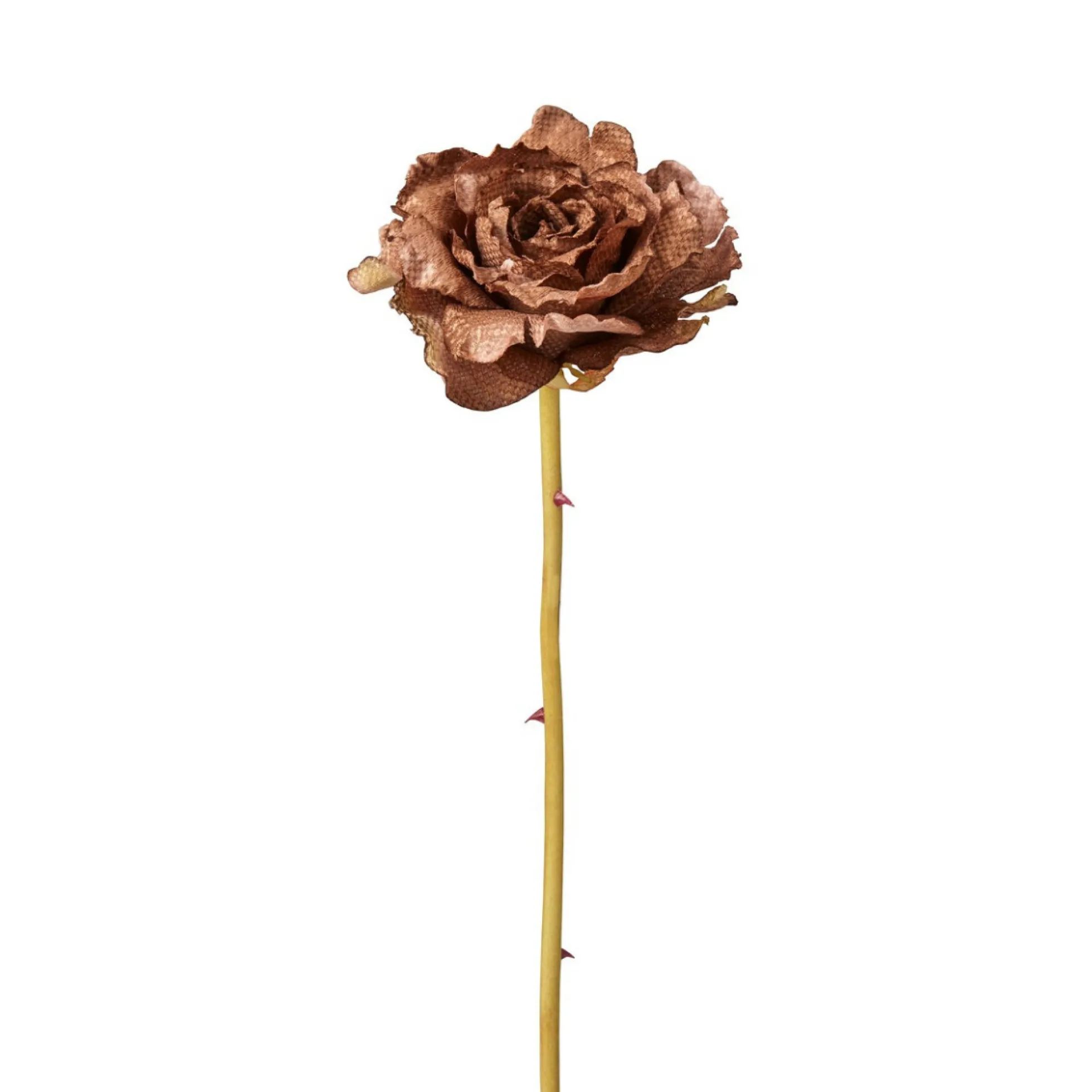 Tige de Rose Leslie ouverte