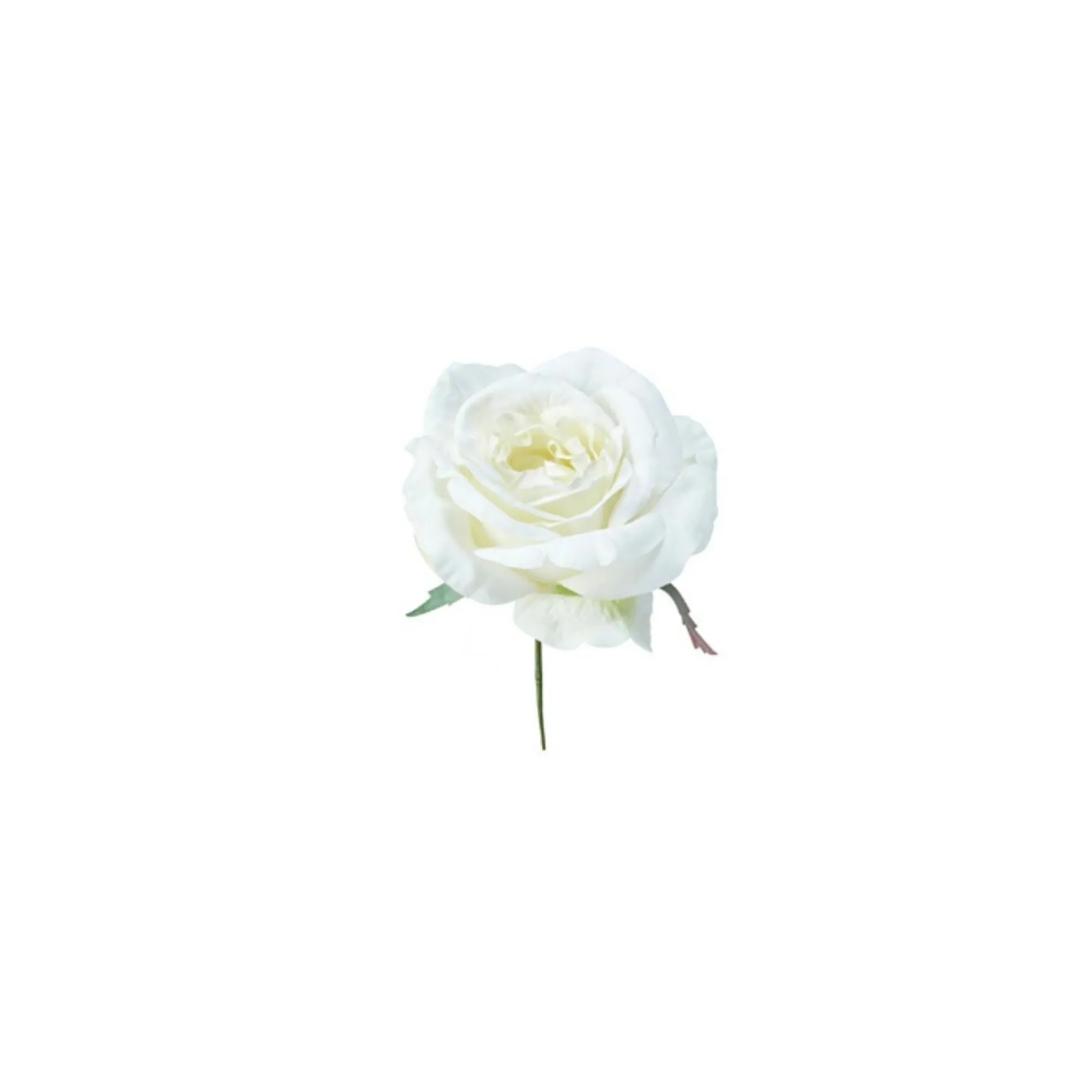Tige de Rose à piquer