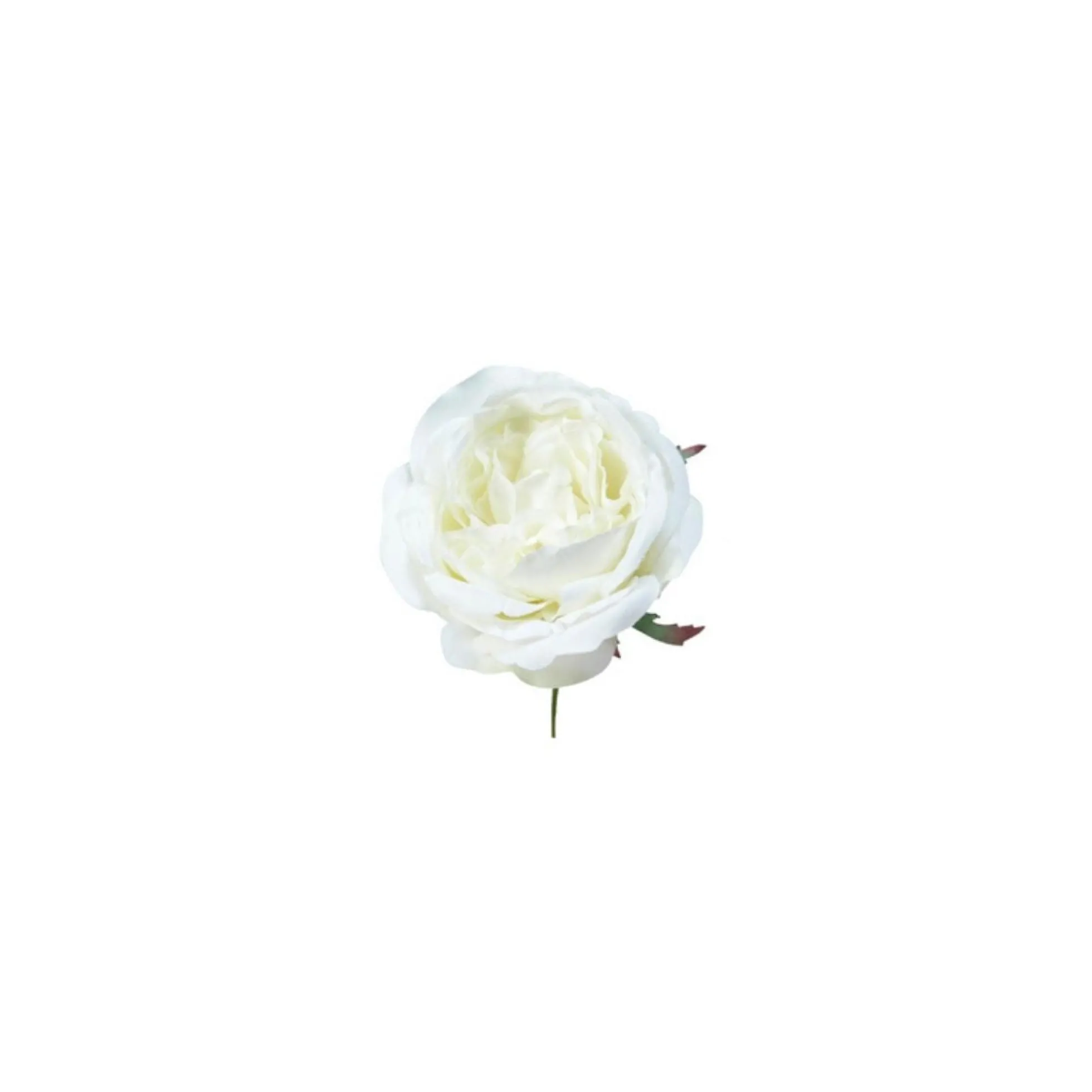 Tige de Rose à piquer