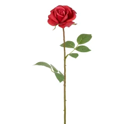 Tige de Rose Sophia