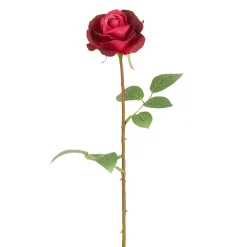 Tige de Rose Sophia