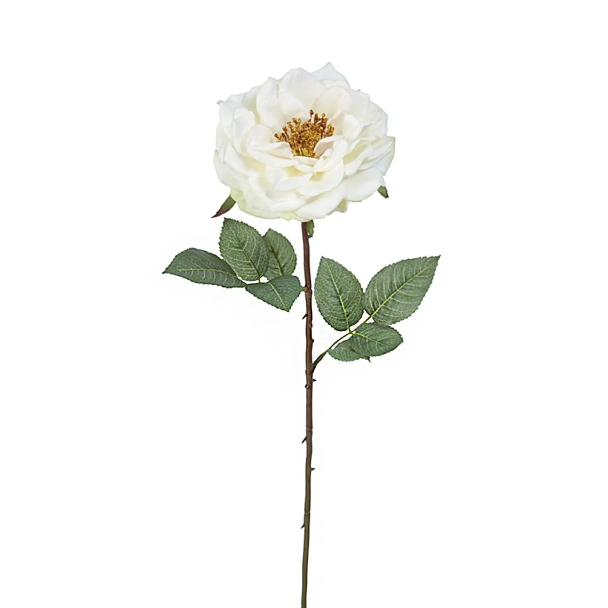 Tige de Rose Sophie ouverte
