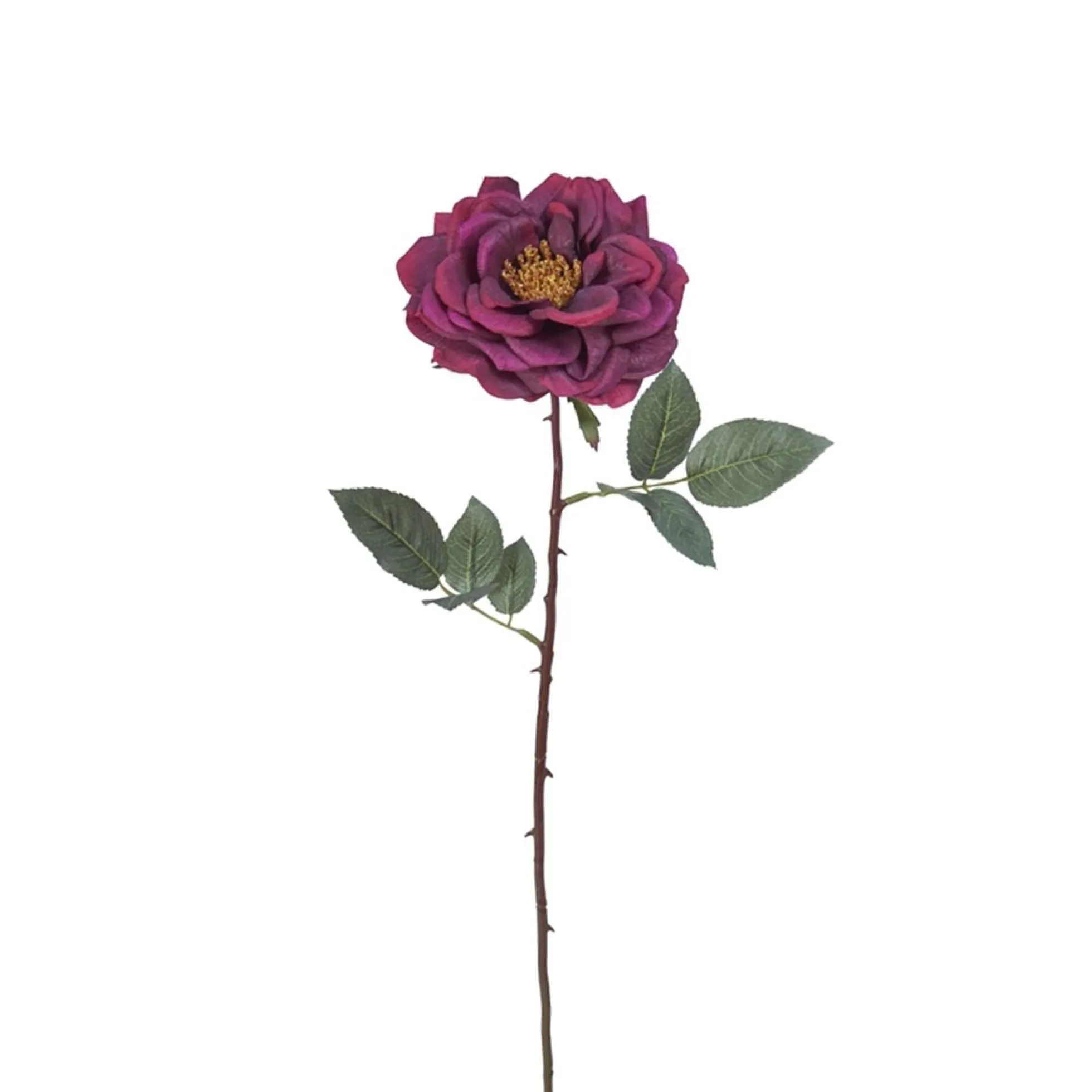 Tige de Rose Sophie ouverte