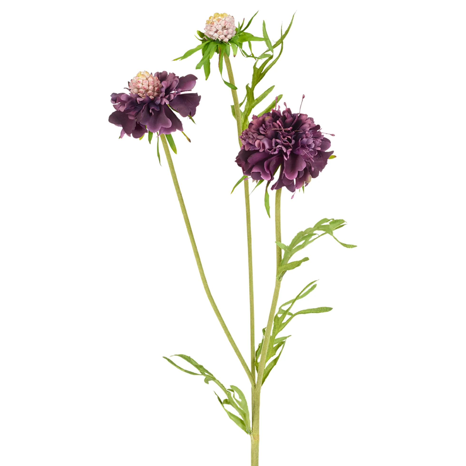 Tige de Scabiosa Fleurie
