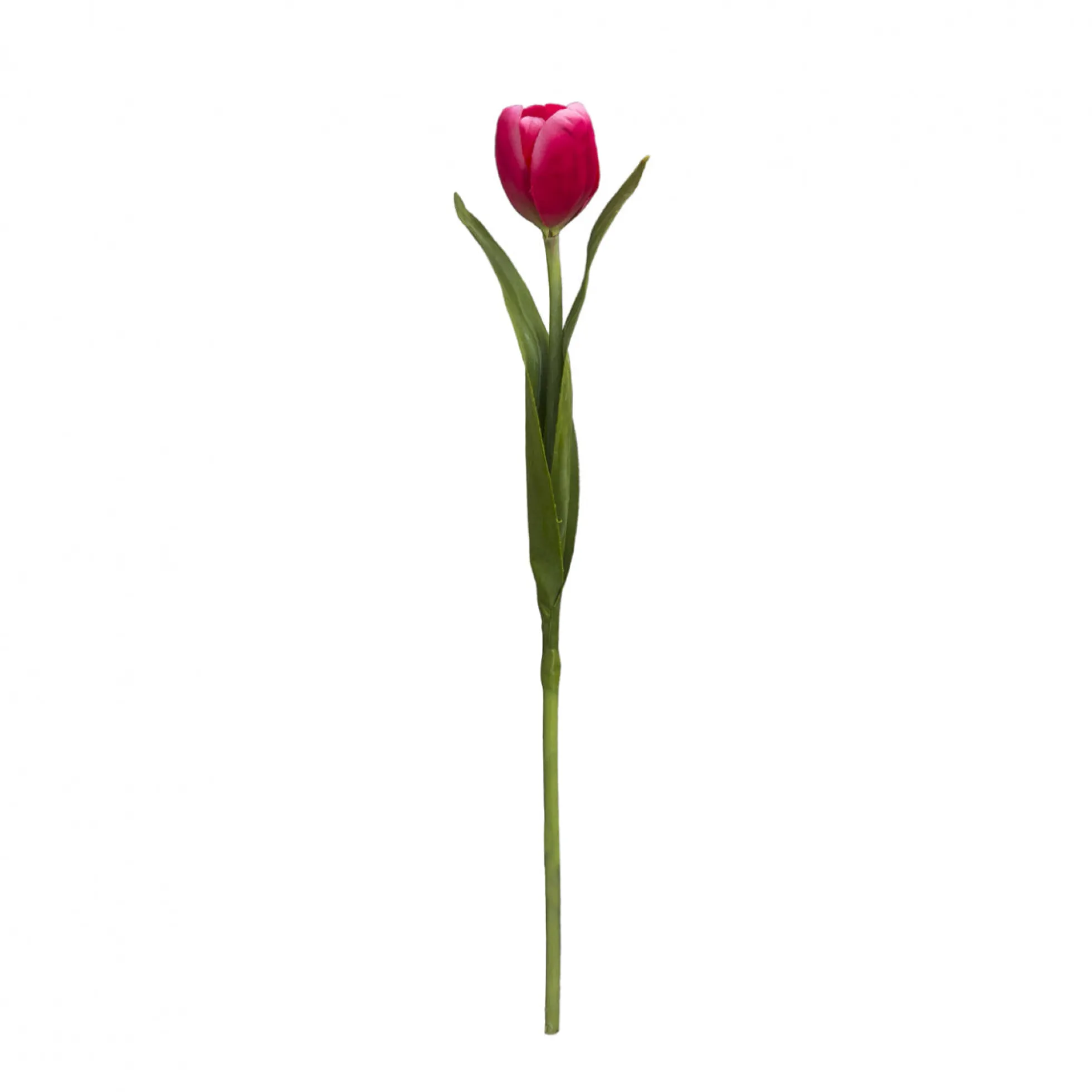 Tige de Tulipe Emilia
