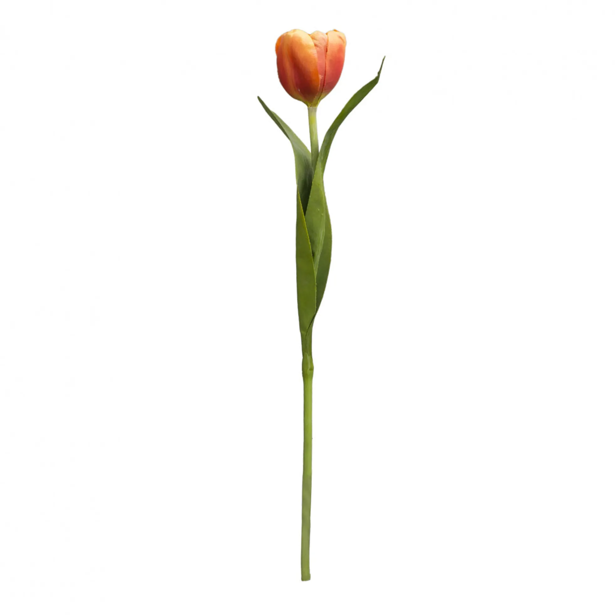 Tige de Tulipe Emilia
