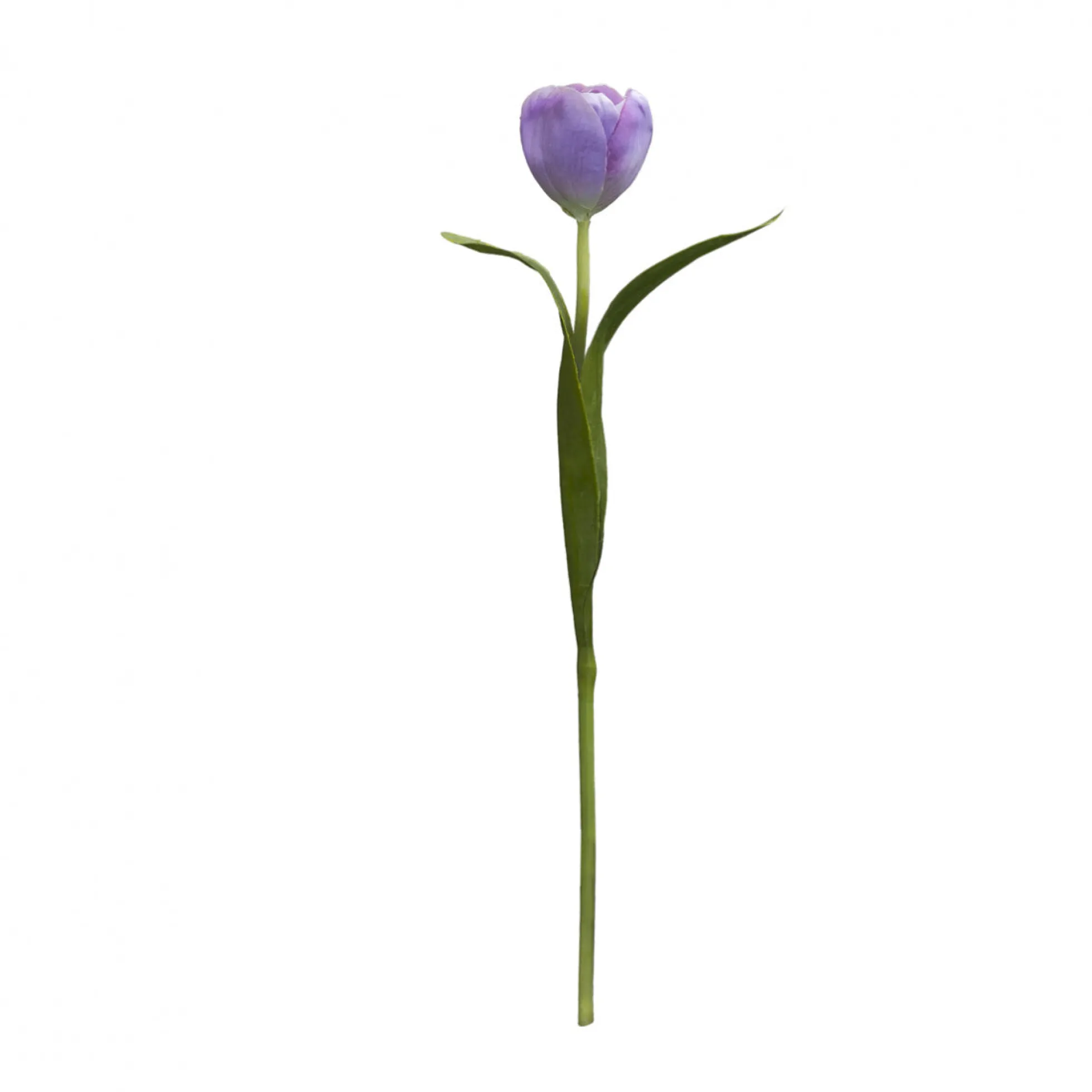 Tige de Tulipe Emilia