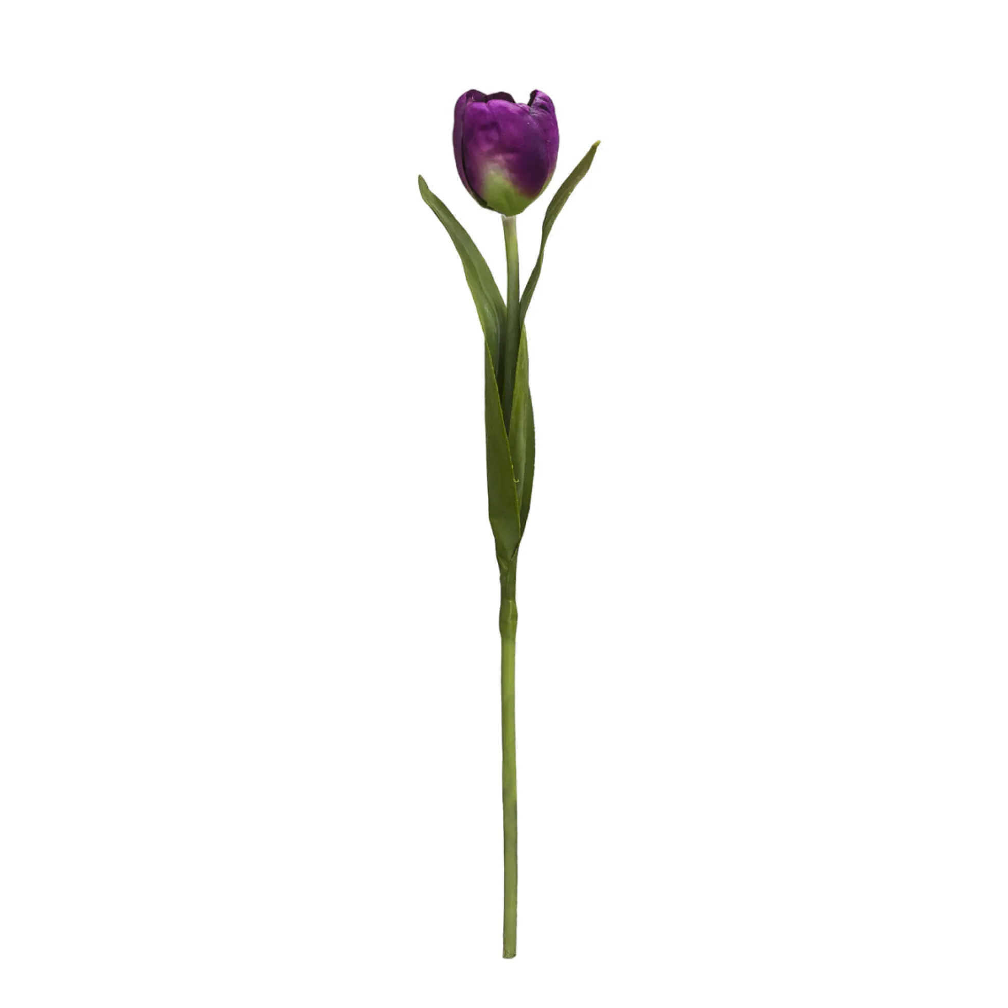 Tige de Tulipe Emilia