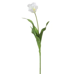 Tige de Tulipe Perroquet