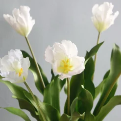 Tige de Tulipe Perroquet