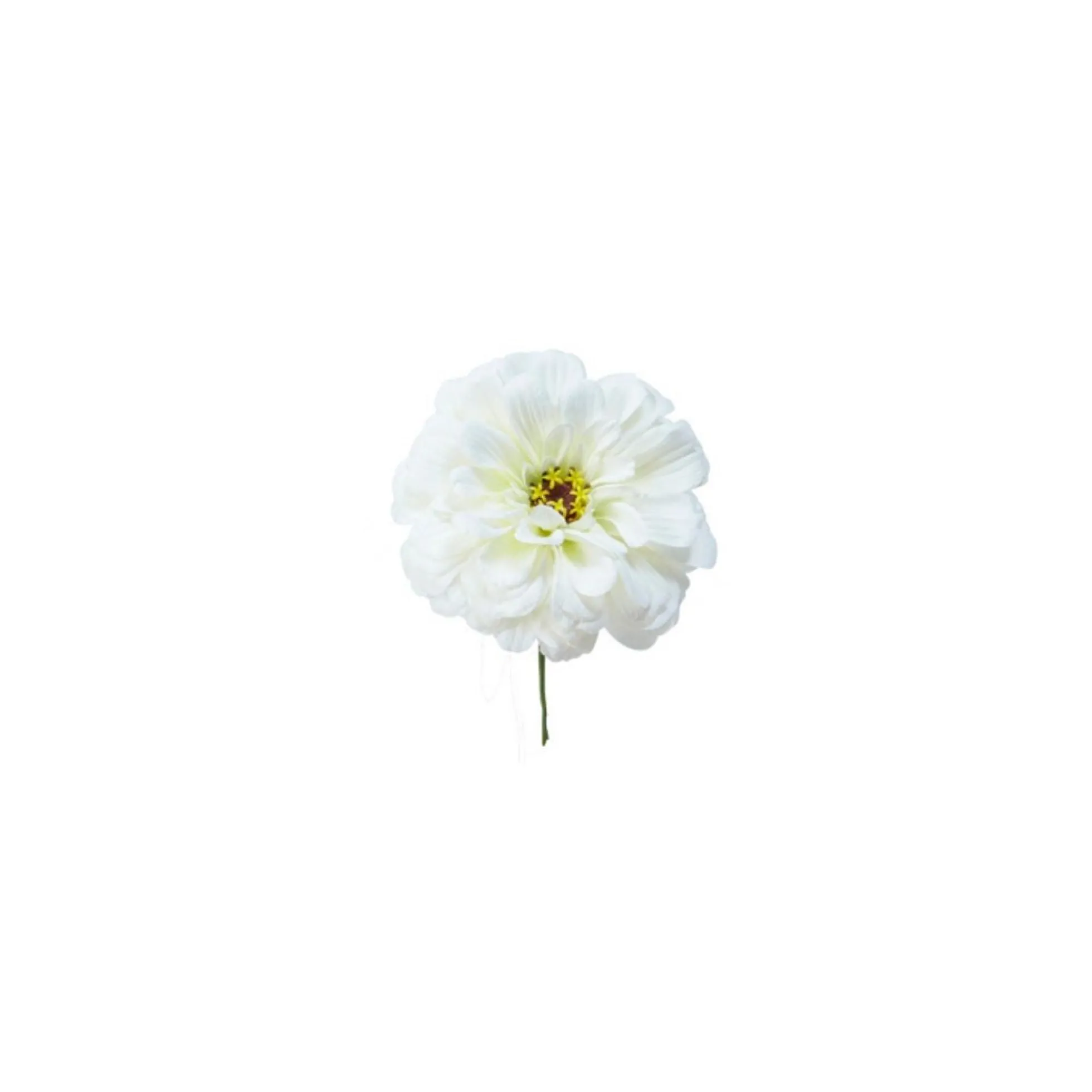Tige de Zinnia à piquer