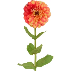 Tige de Zinnia Premium