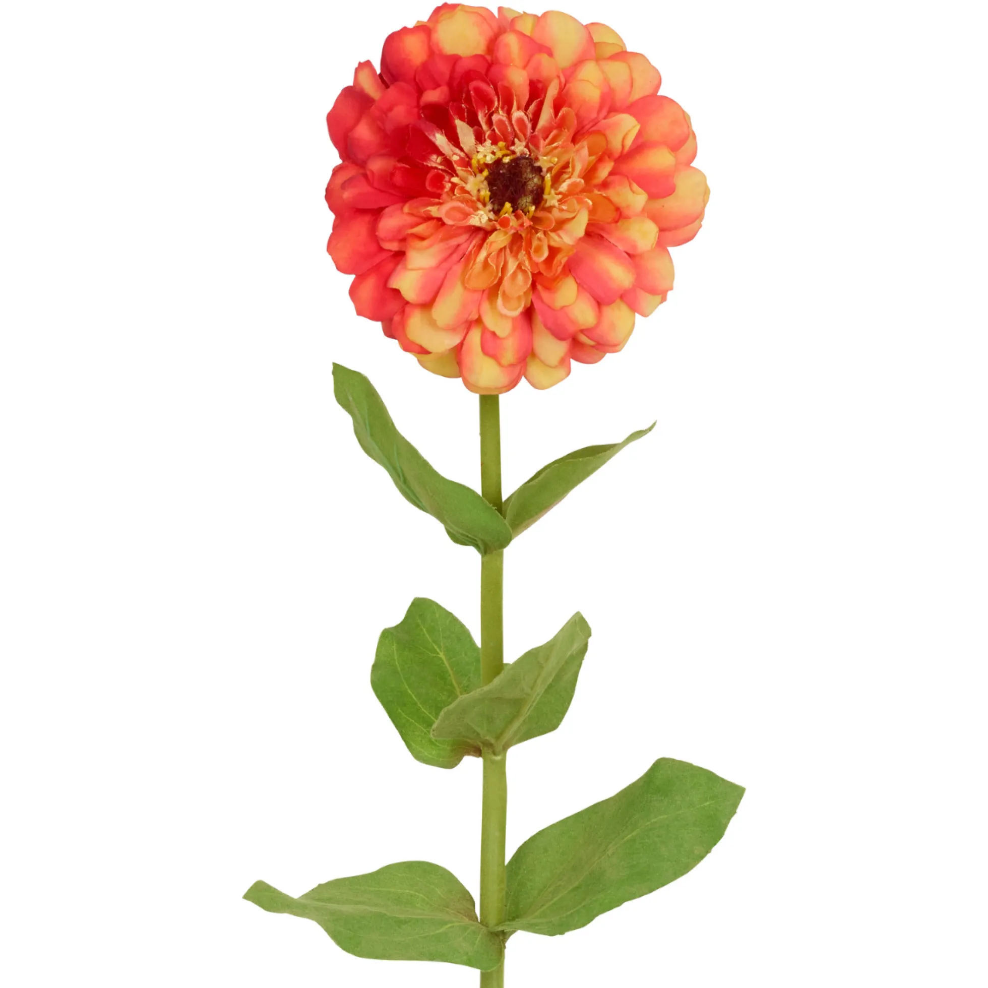 Tige de Zinnia Premium