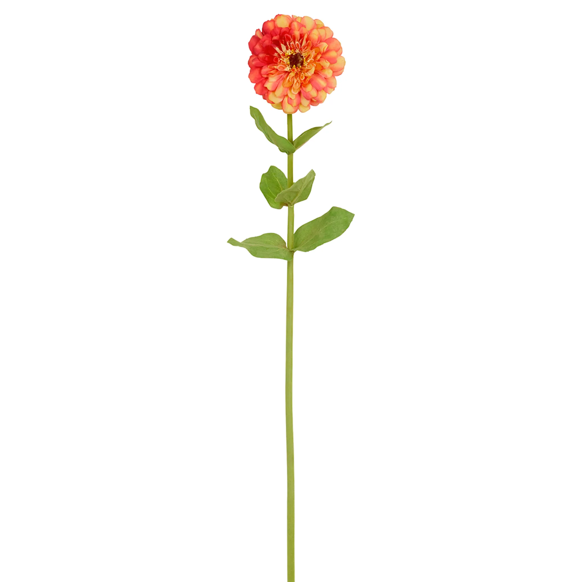 Tige de Zinnia Premium