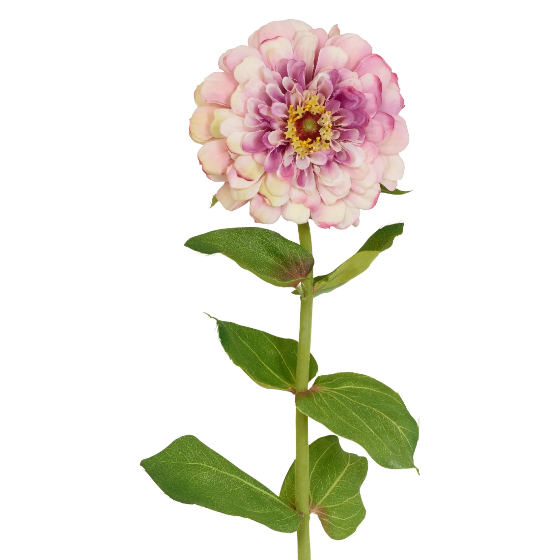 Tige de Zinnia Premium