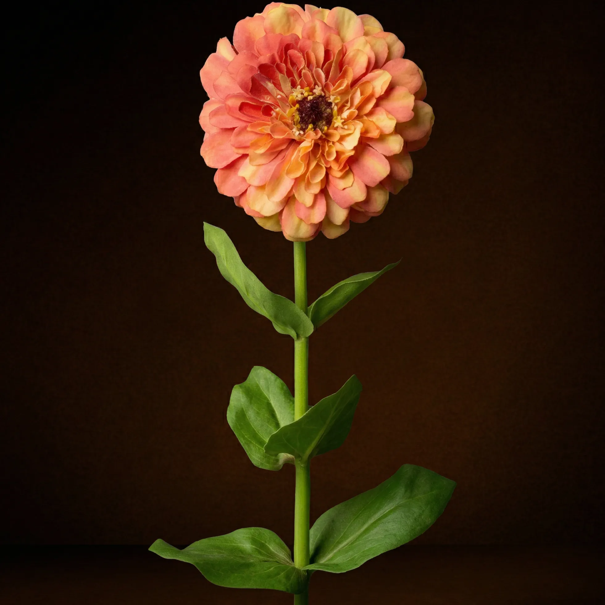 Tige de Zinnia Premium