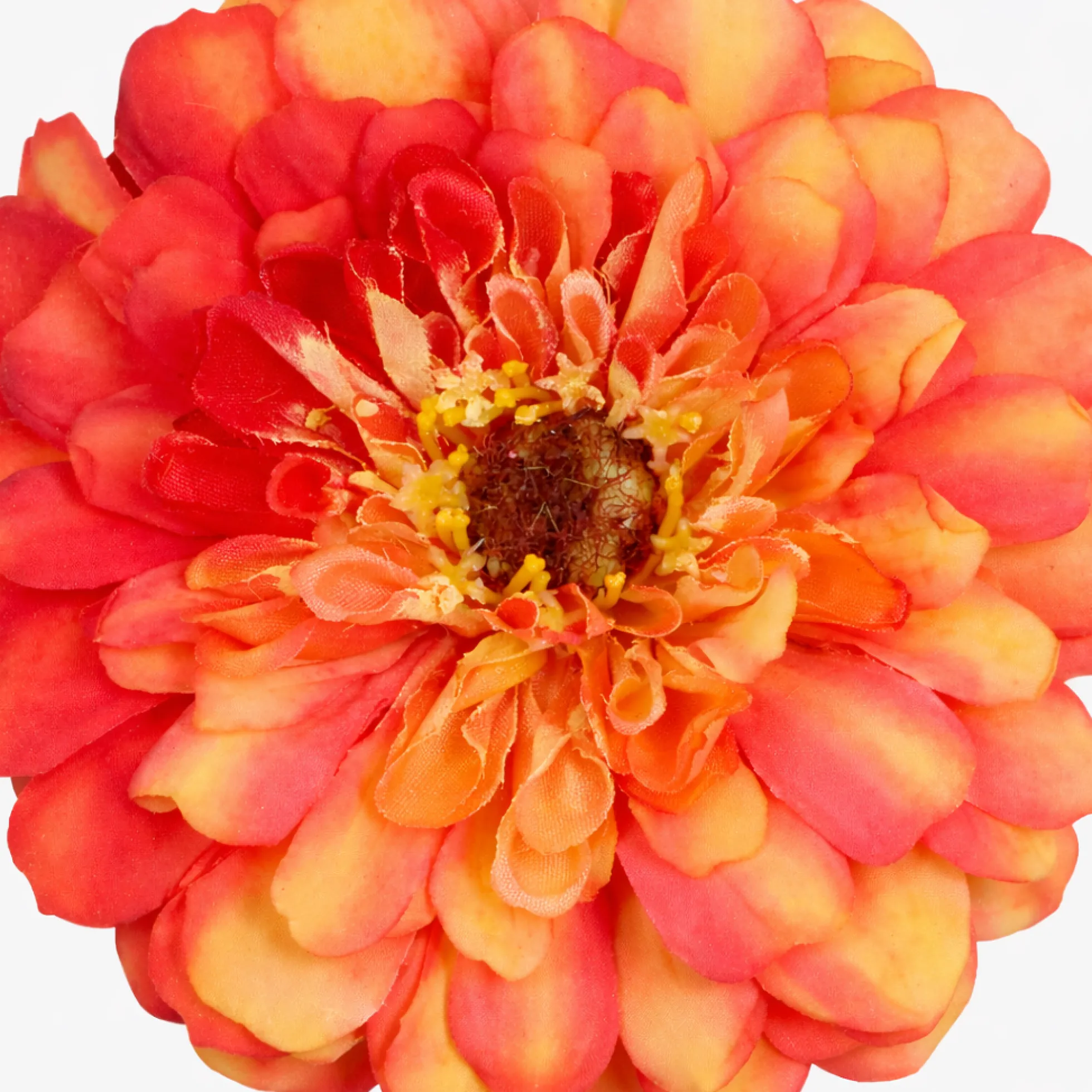 Tige de Zinnia Premium