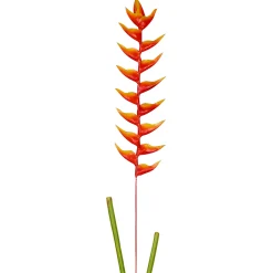 Tige d'Heliconia Rostrata