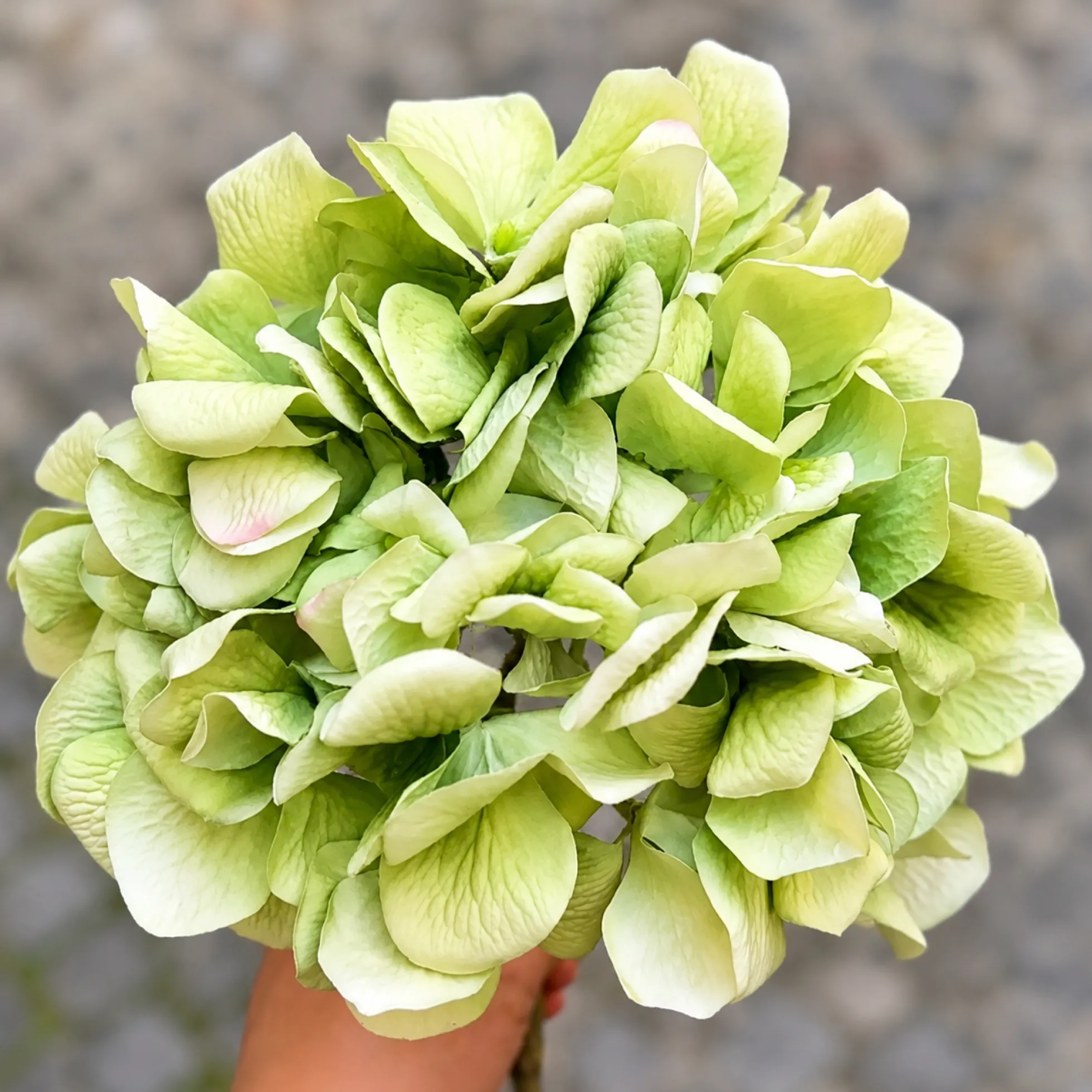 Tige d’Hortensia 63 cm