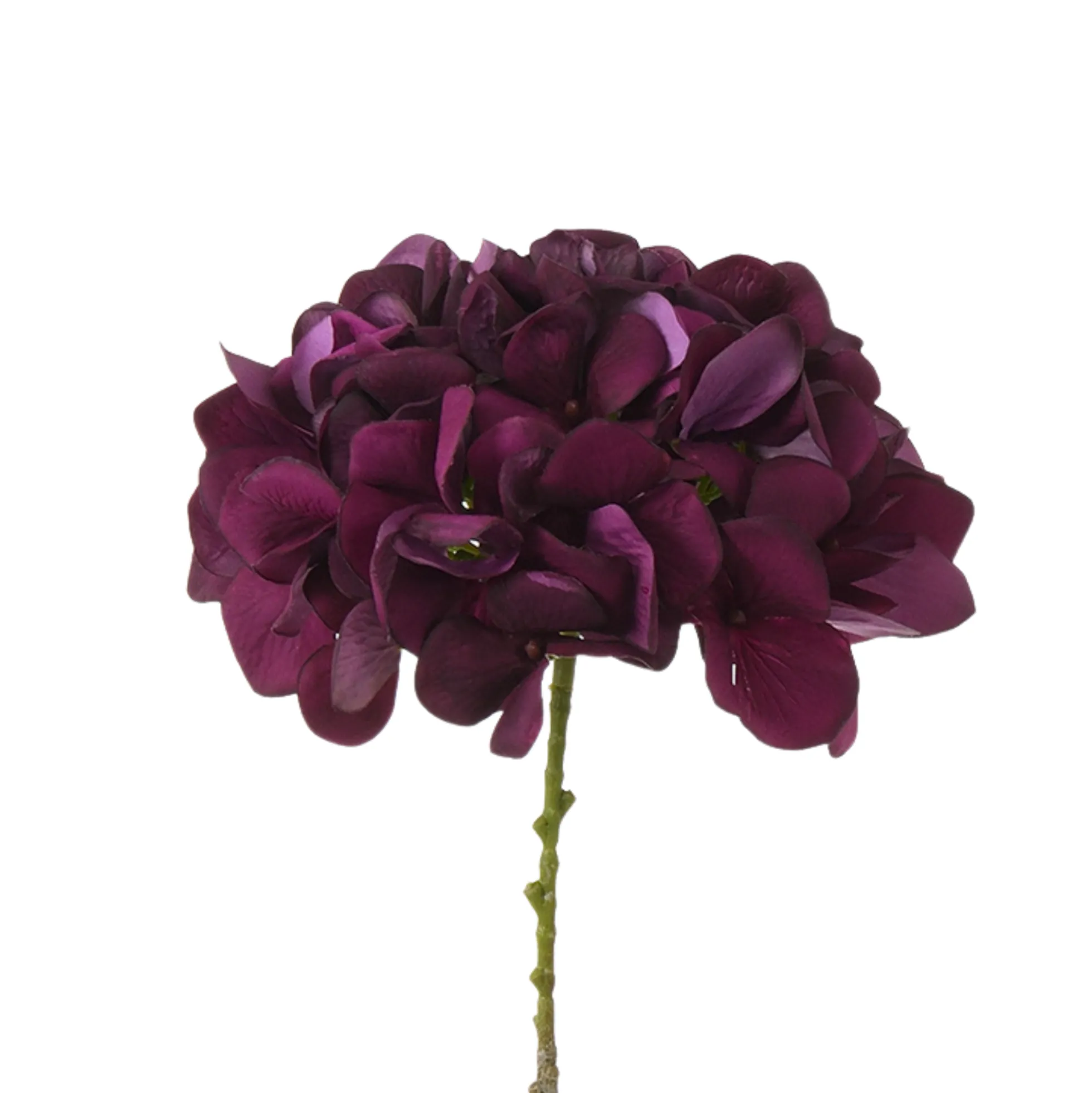 Tige d’Hortensia 63 cm