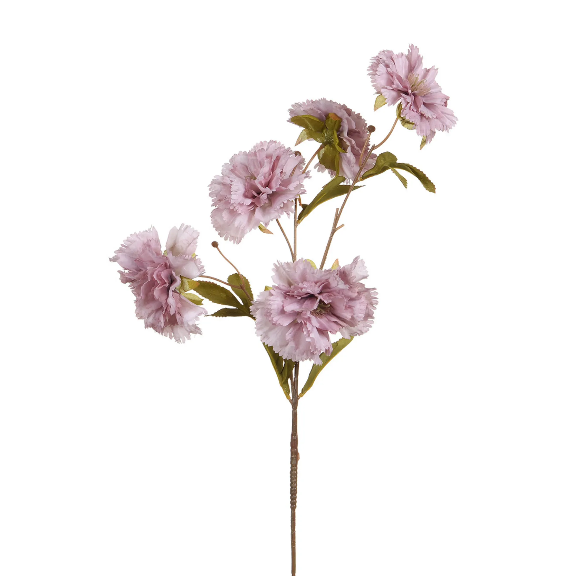 Tige d'Œillet 70 cm