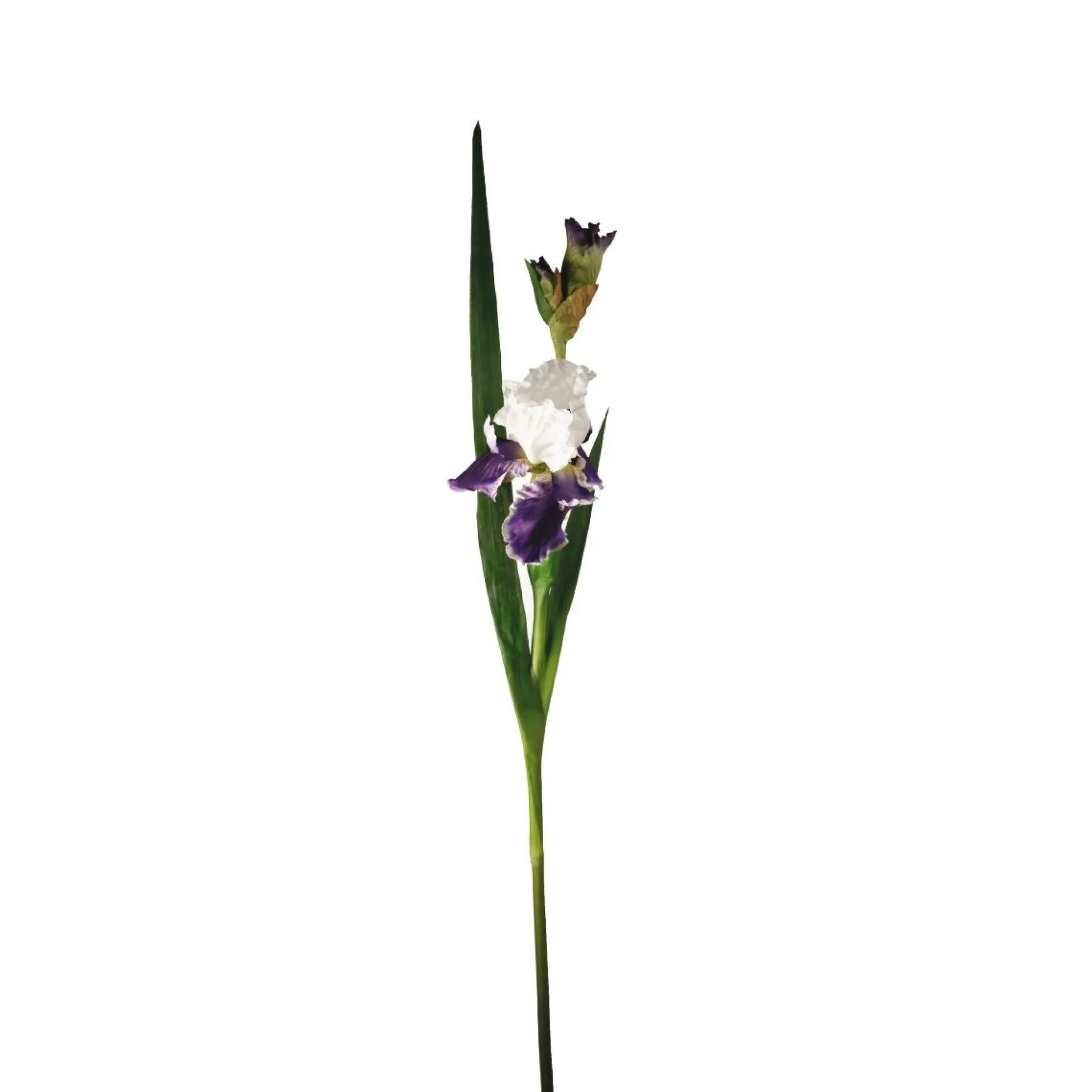 Tige d'Iris