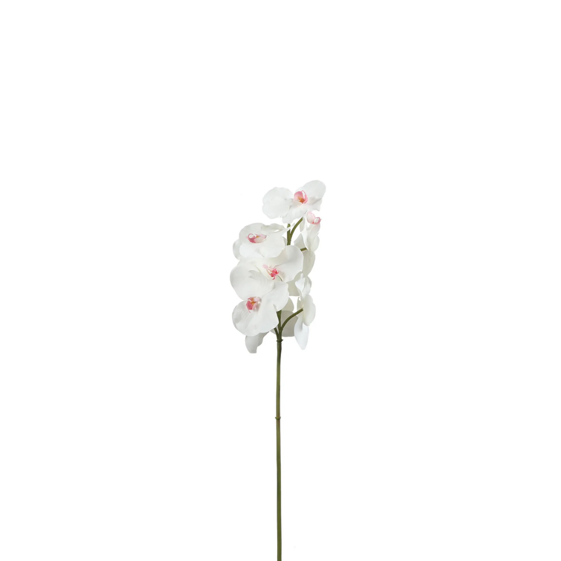 Tige d'Orchidée Bandailan