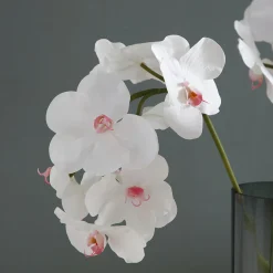Tige d'Orchidée Bandailan