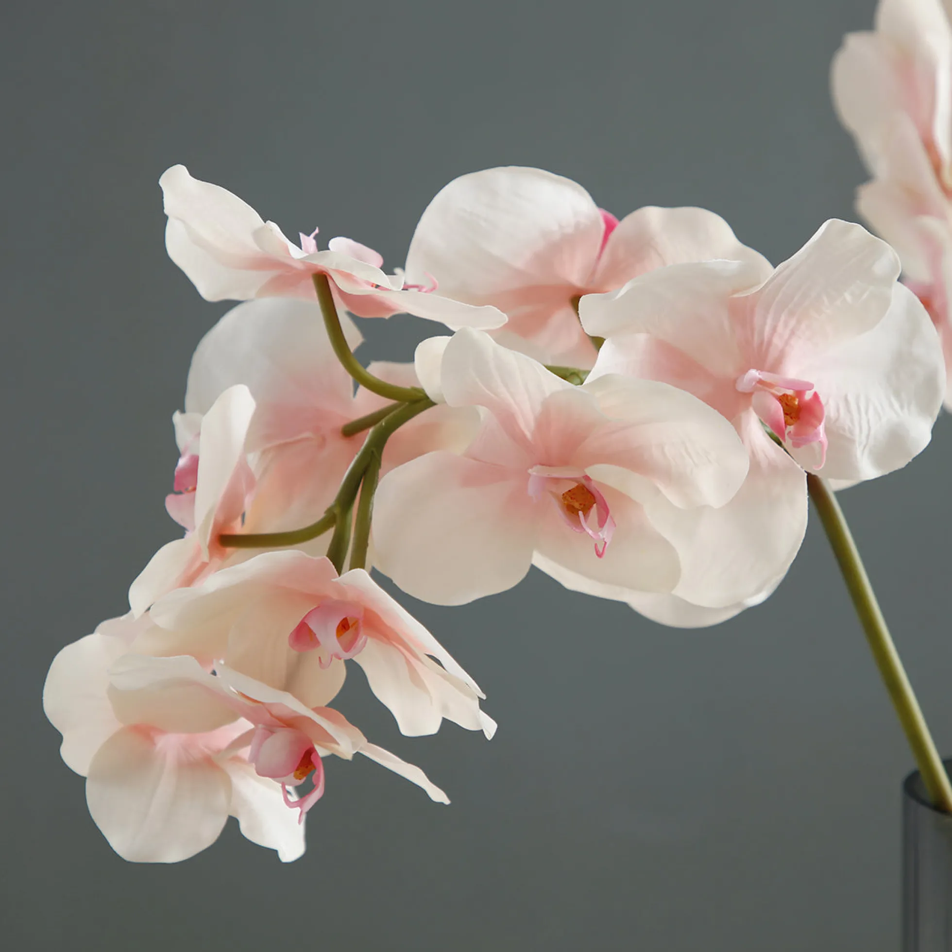 Tige d'Orchidée Bandailan