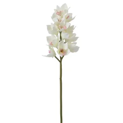 Tige d'Orchidée Cymbidium