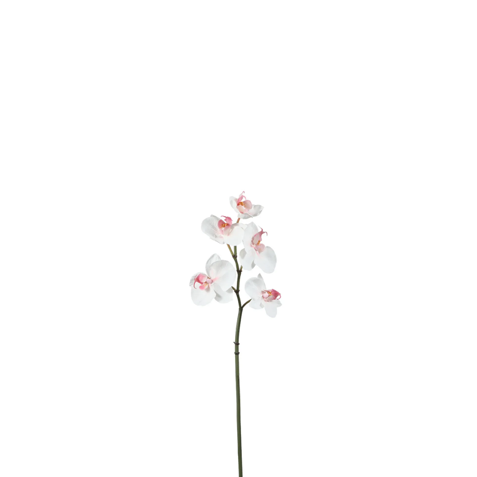 Tige d'Orchidée Phalaenopsis
