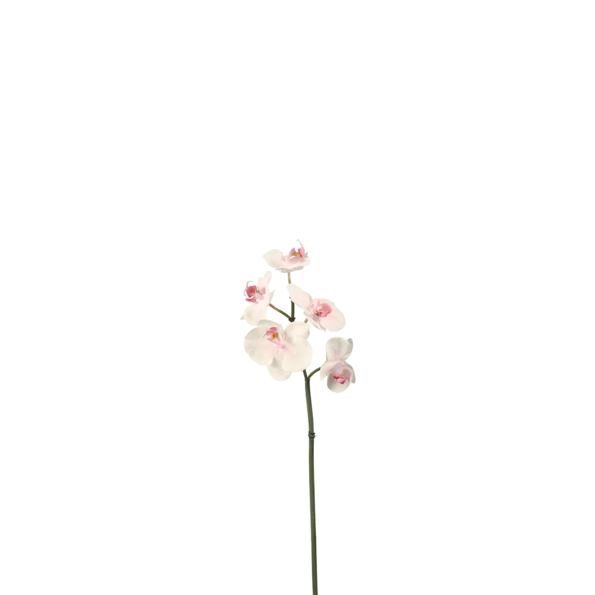 Tige d'Orchidée Phalaenopsis