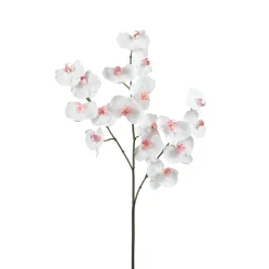 Tige d'Orchidée Phalaenopsis