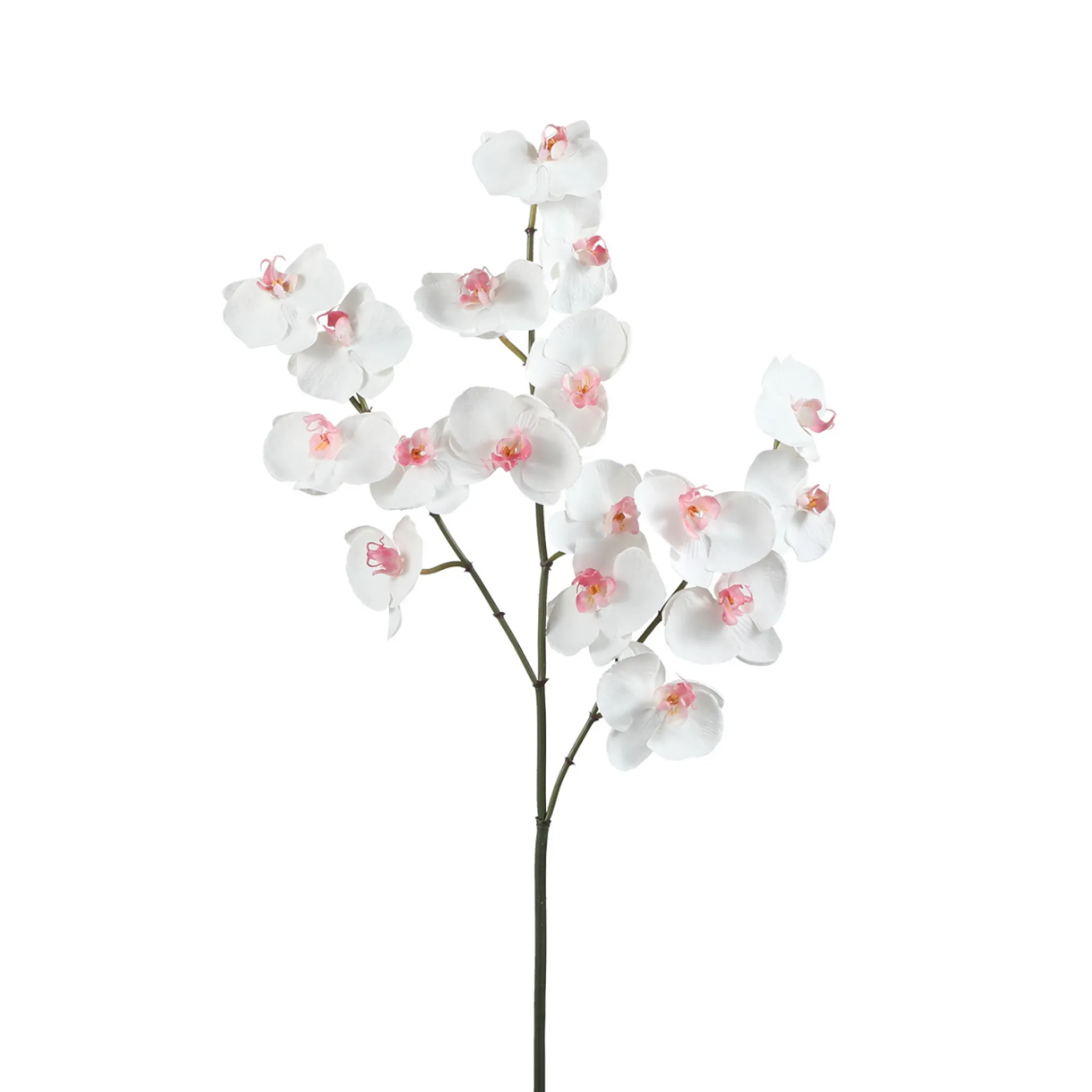 Tige d'Orchidée Phalaenopsis