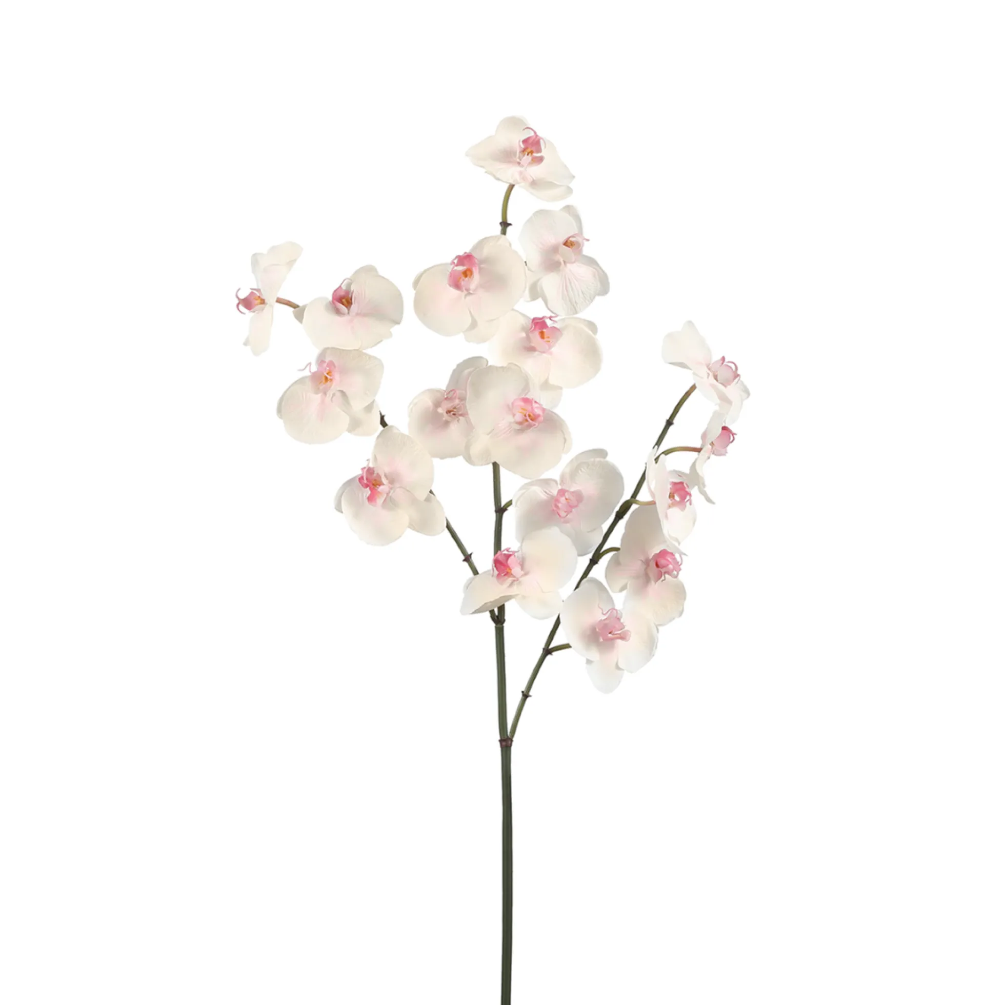 Tige d'Orchidée Phalaenopsis
