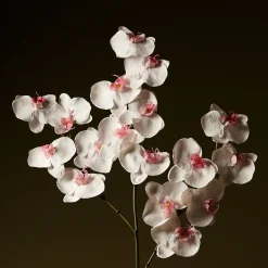 Tige d'Orchidée Phalaenopsis