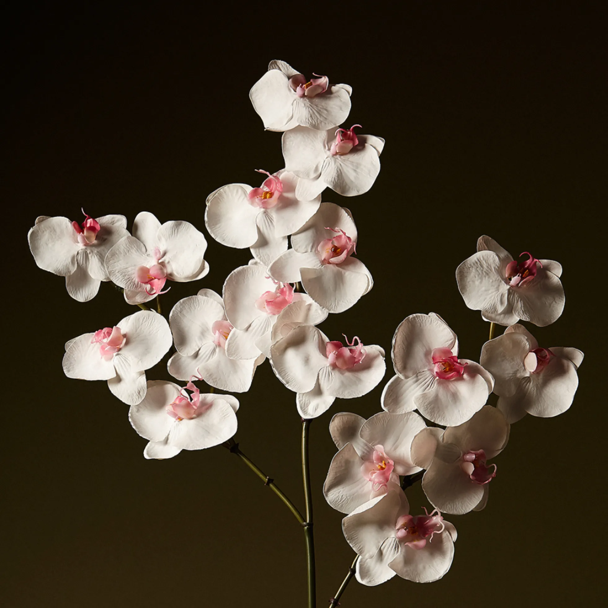 Tige d'Orchidée Phalaenopsis