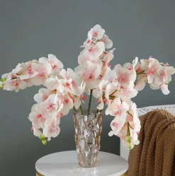 Tige d'Orchidée Phalaenopsis