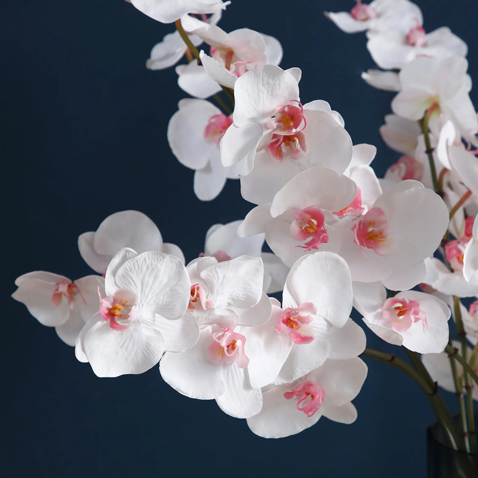 Tige d'Orchidée Phalaenopsis