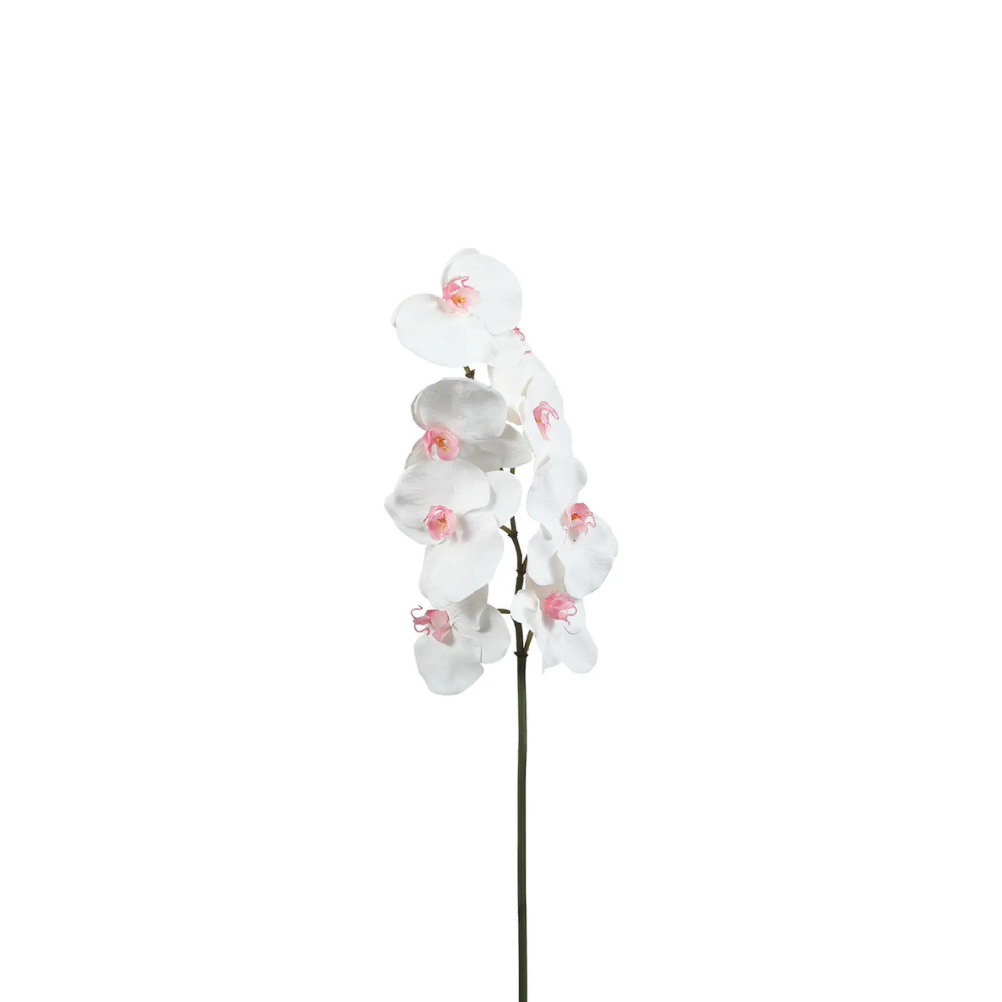 Tige d'Orchidée Phalaenopsis