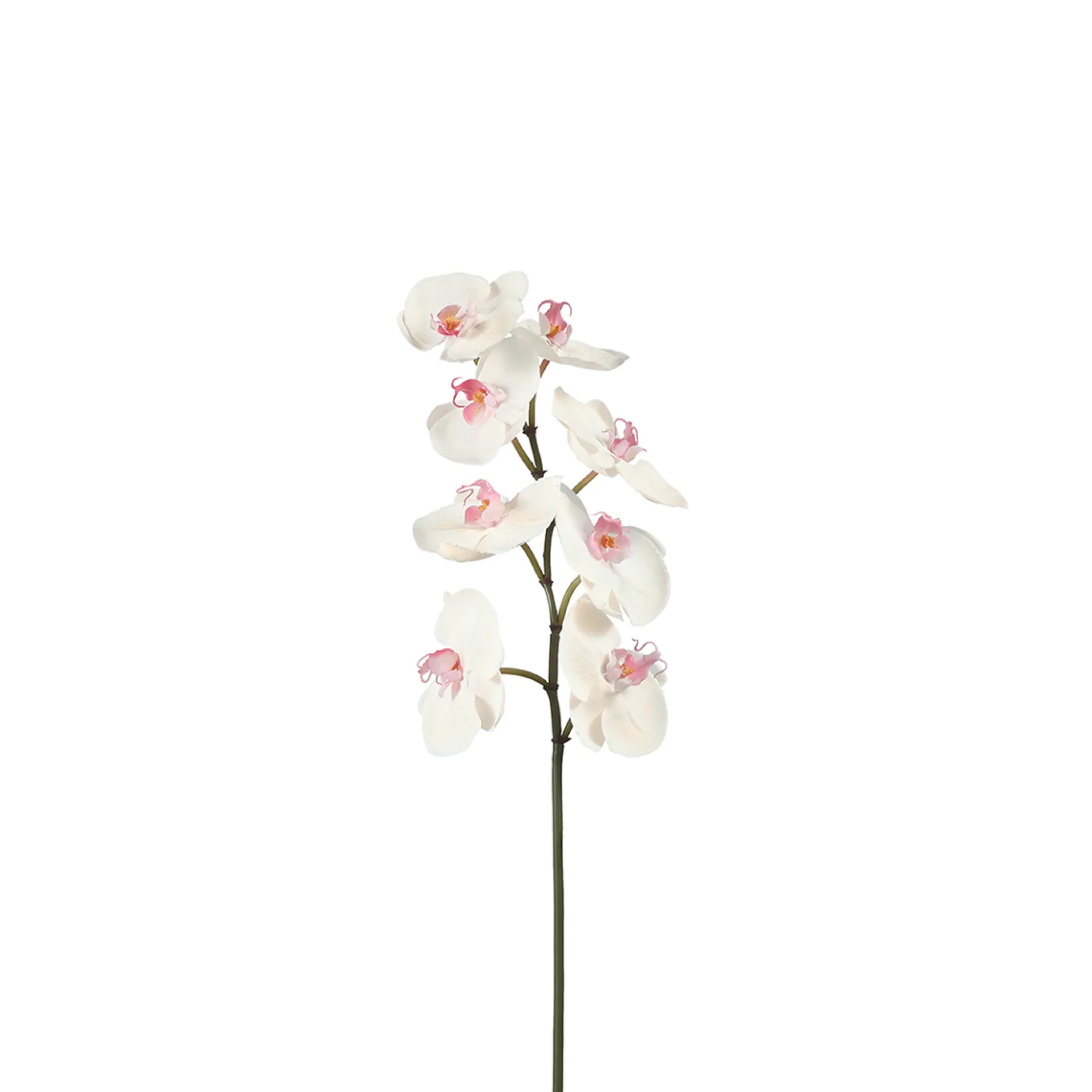 Tige d'Orchidée Phalaenopsis