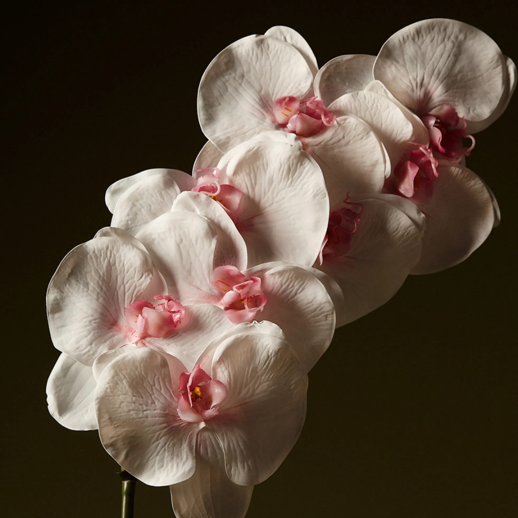 Tige d'Orchidée Phalaenopsis