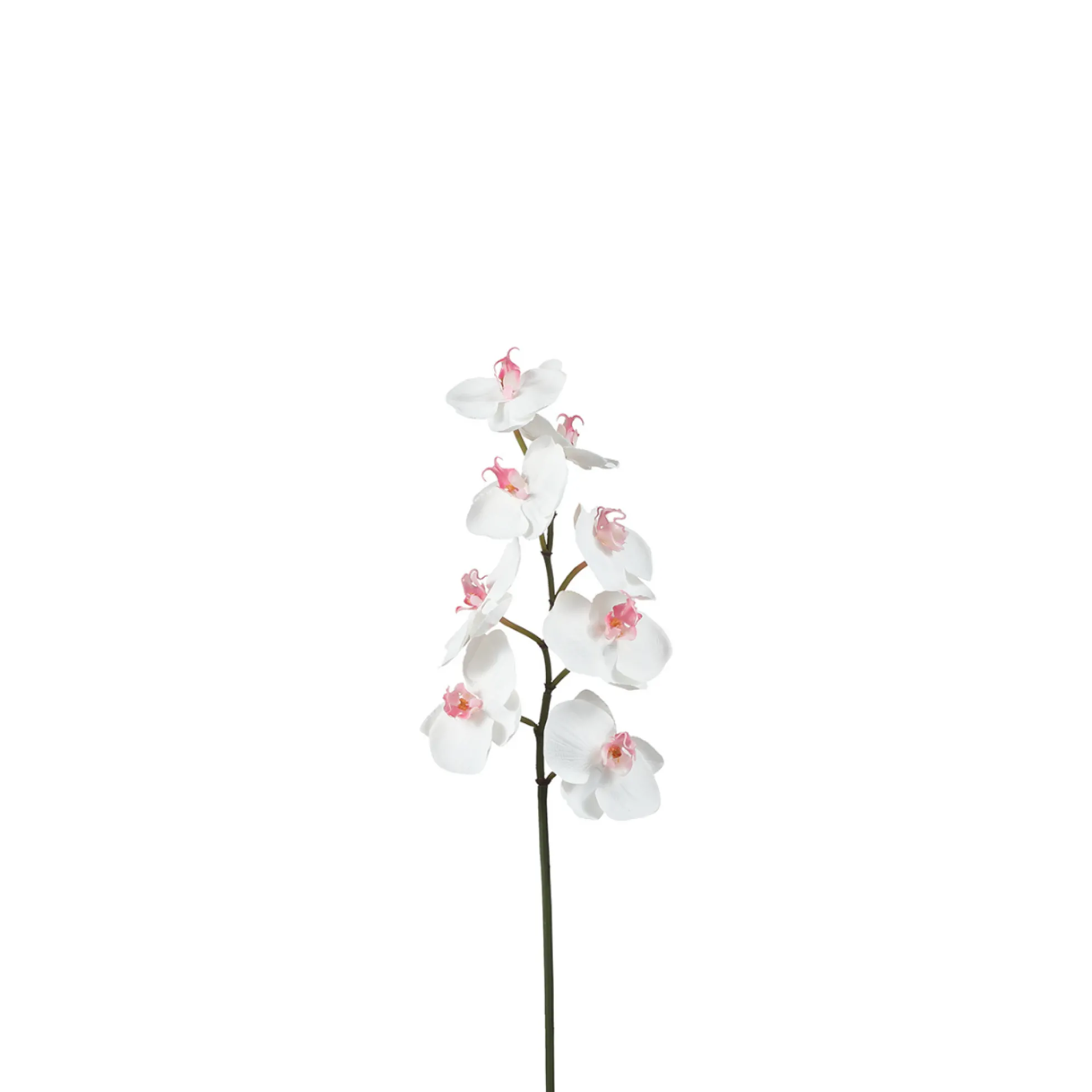 Tige d'Orchidée Phalaenopsis