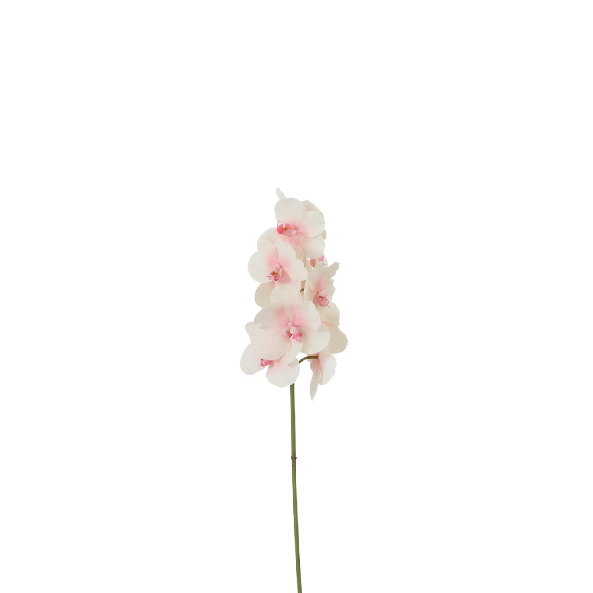 Tige d'Orchidée Phalaenopsis